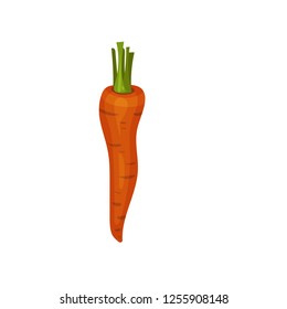 Ripe orange carrot. Healthy vegetable. Organic food. Natural farm product. Flat vector design