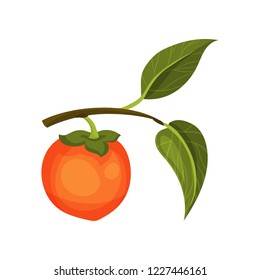 Ripe orange persimmon on small branch with green leaves. Healthy product. Sweet and tasty fruit. Flat vector icon