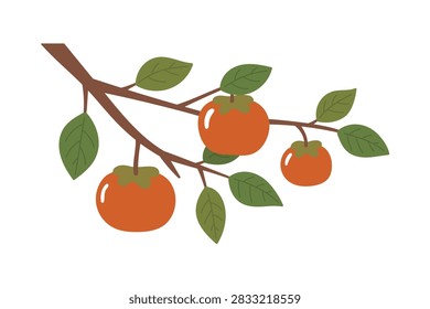 Ripe orange persimmons on tree branch vector illustration. Flat style persimmon fruit clip art for autumn harvest, Chuseok, and thanksgiving design.