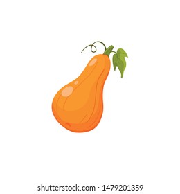 Ripe orange pumpkin icon isolated on white background. Fresh pumpkin vector illustration.