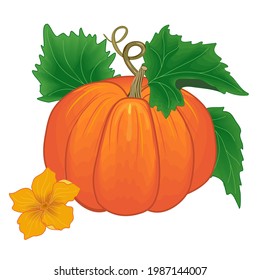 Ripe orange pumpkin vegetable with green leaves and yellow flower vector illustration,autumn harvest.Realistic  botanical design isolated on white background.Illustration of nutrition.
