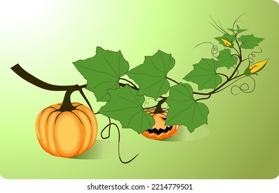 ripe orange pumpkin vegetable with green leaves  vector, Illustration of a pumpkin and maple leaf