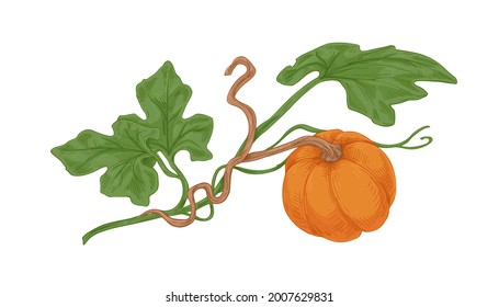 Ripe orange round pumkin growing with green leaves. Ripened autumn harvest. Fall botanical drawing in vintage style. Colored hand-drawn vector illustration of pumkin isolated on white background