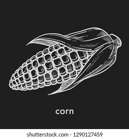 Ripe organic ear of corn grown at fram monochrome sketch. Delicious natural vegetable that has slight sweet taste and long leaves isolated cartoon flat vector illustration on black background.
