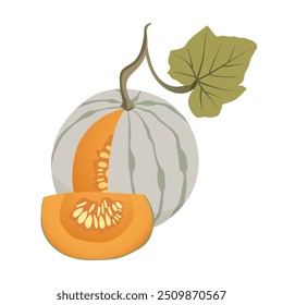 Ripe pale green pumpkin. Striped cut pumpkin with one slice. Healthy organic vegetable. Fall harvest gourds. Thanksgiving autumn pumpkin. Flat vector cartoon illustration isolated on white background.