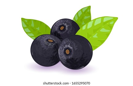 Ripe palm tree or acai berries with green leaves. Round black-purple fruits. Using for frozen pulp, juices, alcohol beverages, smoothies, cosmetics. Vector illustration isolated on white background.