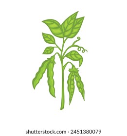Ripe pea sprout with pods, vector cartoon illustration.