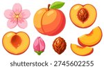 Ripe Peach Collection Whole Half Slice Pit Blossom Fresh Stone Fruit Set
