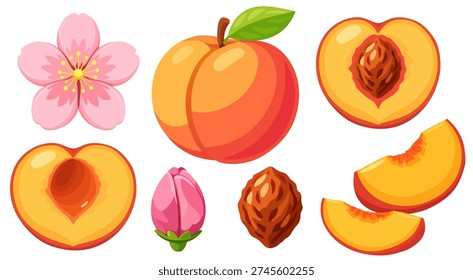 Ripe Peach Collection Whole Half Slice Pit Blossom Fresh Stone Fruit Set
