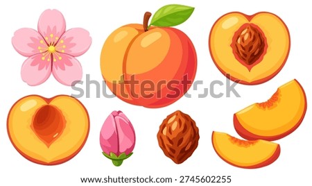 Ripe Peach Collection Whole Half Slice Pit Blossom Fresh Stone Fruit Set
