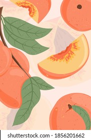 Ripe peaches on branch. Sweet nectarine fruits vector hand drawn card design. Peach seed, leaves. Juice or jam poster concept.