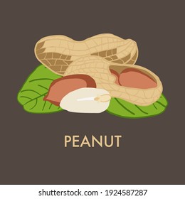 Ripe peanut, nut, peanuts fruits green tree branch with leaves isolated,  vector illustration on dark background