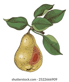 Pera madura con hojas de Ilustración vectorial