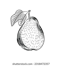 Ripe pear on white background