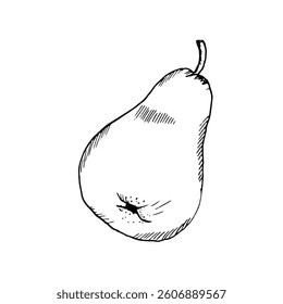 Ripe pear with a small twig, ink sketch. Vector illustration. Hand-drawn, isolated on a white background. Black and white drawing in a simple style