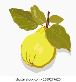 Ripe pear, sweet fruit. Vector stock illustration large yellow fruit of Chinese quince with green leaves. Isolated on white background.