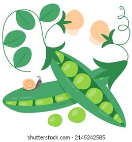 Ripe peas in pods. Flowering bean crop. Vector illustration with pods and snail done in artistic style. Freehand drawing. Eco and bio natural concept.