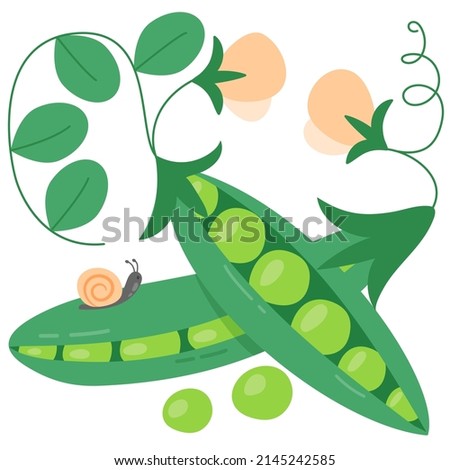 Ripe peas in pods. Flowering bean crop. Vector illustration with pods and snail done in artistic style. Freehand drawing. Eco and bio natural concept.