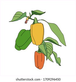 Ripe pepper in the garden.Vector illustration.