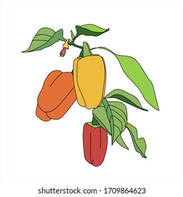 Ripe pepper in the garden.Vector illustration.