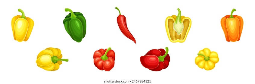 Ripe Pepper Vegetable of Bright Color Vector Set