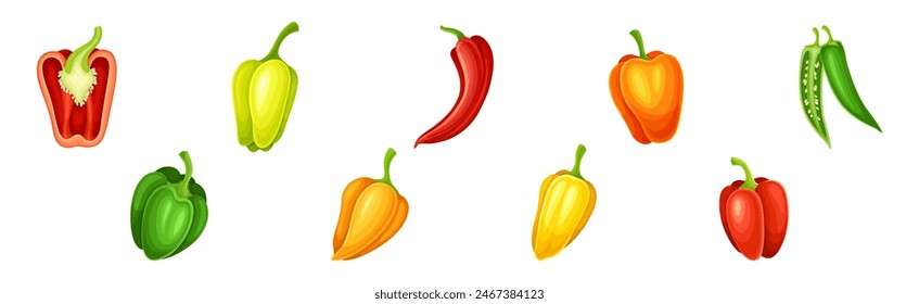 Ripe Pepper Vegetable of Bright Color Vector Set