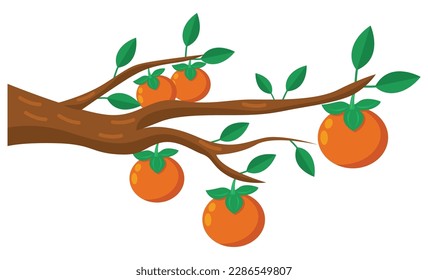 Ripe Persimmon Branch Illustration, Vector