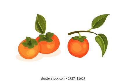 Ripe Persimmon Fruit Hanging on Tree Branch Vector Set