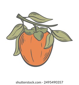 Ripe persimmon growing on branch hand engraved. Juicy tasty fruit with foliage, clip art. Healthy organic food, eco products, vector graphic