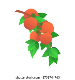 Ripe persimmons on branch of tree icon. Organic farming, natural and tasty nutrition. Fresh tropical fruits isolated on white background. Persimmons with green leaves vector illustration in flat style