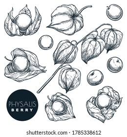 Ripe physalis berries on branch, sketch vector illustration. Sweet gooseberry harvest, hand drawn food isolated design elements