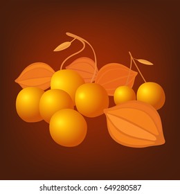 Ripe physalis. Flowers and berries.Physalis ground cherry cape gooseberry fruit illustration EPS 10 vector