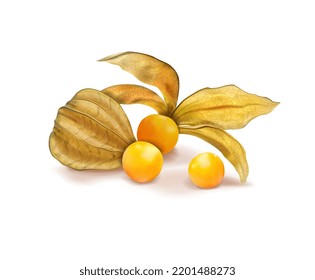 Ripe physalis on a white background. Vector illustration.