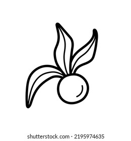 Ripe physalis peruviana berry. Hand drawn sketch icon of husk tomato, cape gooseberry. Isolated vector illustration in doodle line style.