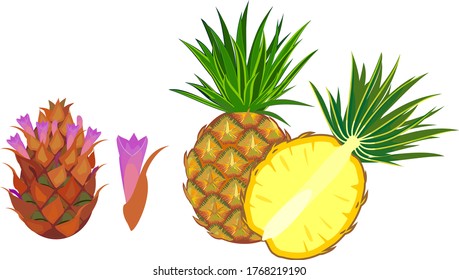Ripe pineapple, whole and in longitudinal section and flower isolated on white background
