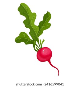 Verdura de raiz rosa madura. Gráficos vectoriales.