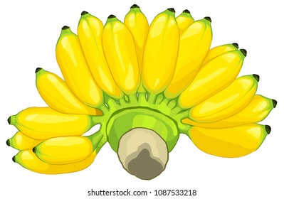 Ripe Pisang Awak banana 
