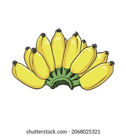 Ripe Pisang Awak banana, hand draw sketch vector.
