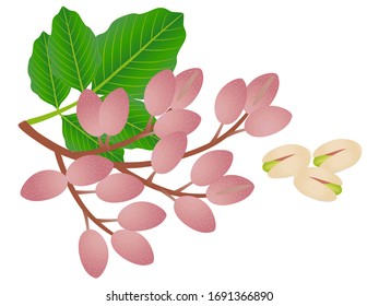 Ripe pistachios with leaves isolated on a white background.