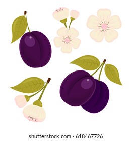 A ripe plum. a set of elements. The plum flower. Stock vector.
