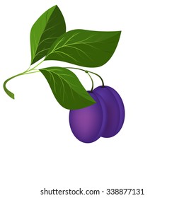 ripe plums hang on a branch with leaves, vector illustration