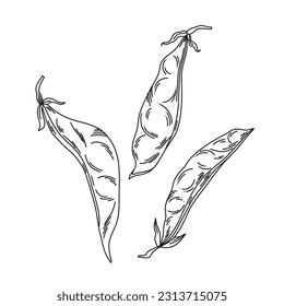 Ripe pod of peas on the shoot of a plant with tendrils and leaves in line art, a fragment of a vine