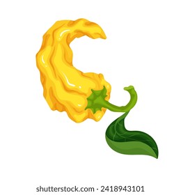 Ripe pod of yellow hot chili pepper. Vector graphics.
