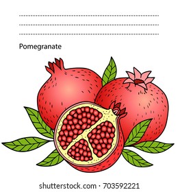 ripe pomegranate on white background. hand drawn vector isolated color images with a black outline