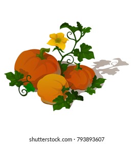 Ripe pumpkin isolated on white background. Sketch for poster or card for holiday of all evil spirits Halloween or thanksgiving day. Vegetarian diet and healthy fitness menu. Vector cartoon close-up.