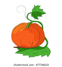 Ripe pumpkin with leaves isolated on white background. Hand drawn food element for you design.
