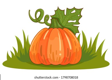 ripe pumpkin on the gras. 