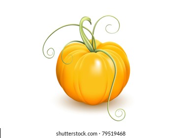 Ripe pumpkin with tendrils isolated on white background, vector illustration. Raster version available in my portfolio