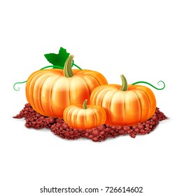 Ripe pumpkin vegetables at soil. Vector illustration.