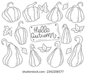 Ripe pumpkins hand drawn set